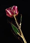 Abracadabra Rose-Gold Trimmed Rose with Red and White Swirls