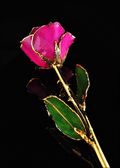Gold Trimmed Rose in Fuchsia