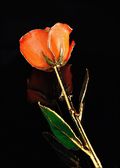 Gold Trimmed Rose in Orange