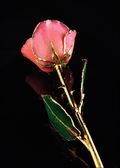 Gold Trimmed Rose in Pink