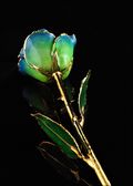 Gold Trimmed Rose in Peridot Navy Pearl