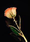 Gold Trimmed Rose in White/Orange