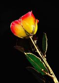 Gold Trimmed Rose in Yellow with Red Trim