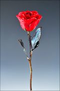 Copper Trimmed Rose in Red