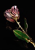 Gold Trimmed Rose in Pink w/Purple Stripes