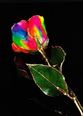 Gold Trimmed Rose in Aurora Rainbow Colors