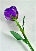 Natural Lilac Rose with Natural Green Stem