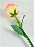 Natural White Pink Rose with Natural Green Stem