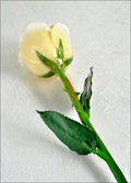 Natural Cream White Rose with Natural Green Stem