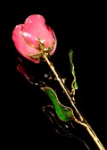 Gold Trimmed Rose in Salmon Pink Color