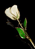 April Rose - Opal Gold Trimmed Rose