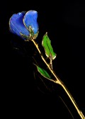 December Rose - Tanzanite Gold Trimmed Rose