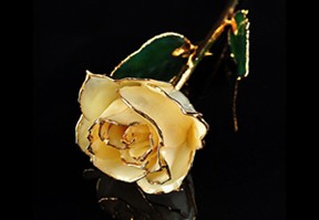 Gold Trimmed Roses