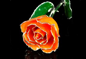 Silver Trimmed Rose