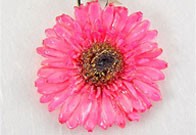 Gerbera Daisy