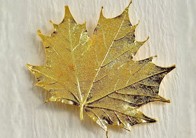 Sugar Maple