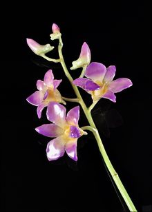 Lacquered Orchid | Preserved Orchid