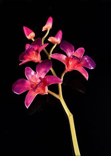 Lacquered Orchid | Preserved Orchid