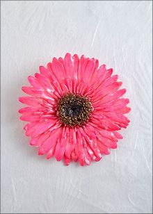 Real Gerbera Daisy Jewelry | Real Flower Jewelry