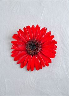 Real Gerbera Daisy Jewelry | Real Flower Jewelry