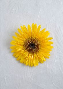 Real Gerbera Daisy Jewelry | Real Flower Jewelry