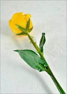 Natural Rose | Preserved Rose