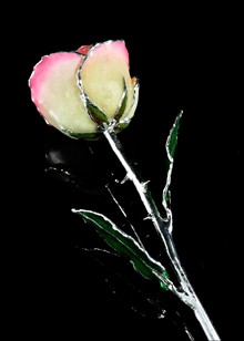 Silver Rose | Silver Trimmed Rose