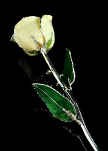 Silver Rose | Silver Trimmed Rose