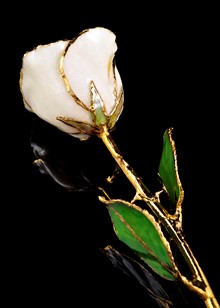 goldrose | gold trimmed rose | White Diamond Rose | WhiteRose