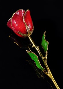 Birthstone Rose | Garnet Rose | Gold Trimmed Rose | Gold Rose