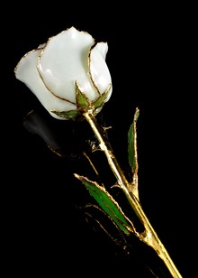 Birthstone Rose | Opal Pearl Rose | Gold Trimmed Rose | Gold Rose