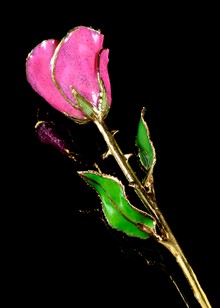 Sparkle Rose | Fuchsia Rose| Gold Rose | Fuchisa Plum Sparkle Rose