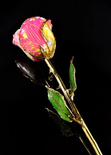 Gold Rose | Gold Trimmed Rose | Wicked Rose | Floral Garden