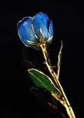 Gold Trimmed Rose in Blue