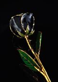 Gold Trimmed Rose in Black