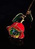 Gold Trimmed Gypsy Rainbow Rose