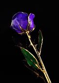 Gold Trimmed Rose in Lilac