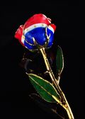 Liberty Rose-Gold Trimmed Rose in Red, White & Blue