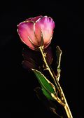 Gold Trimmed Rose in Pink Amethyst