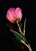 Gold Trimmed Rose in Pink Picasso