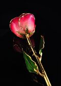 Gold Trimmed Rose in Pink/Burgundy