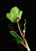 Gold Trimmed Rose in Peridot Topaz