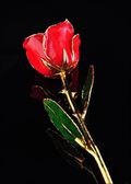Gold Trimmed Rose in Red