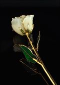 Gold Trimmed Rose in White/Ivory