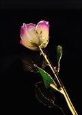 Gold Trimmed Rose in White/Amethyst