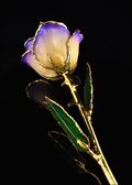 Gold Trimmed Rose in White/Blue Opal