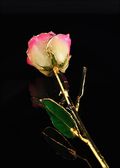 Gold Trimmed Rose in White/Pink