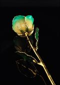 Gold Trimmed Rose in White/Turquoise Green
