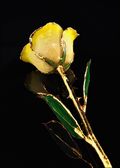Gold Trimmed Rose in White/Yellow