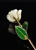 White Satin Rose-Gold Trimmed Rose in Pure White
